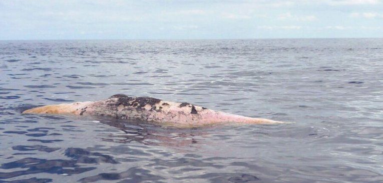 Aparece un cetáceo muerto en el mar al norte de la isla