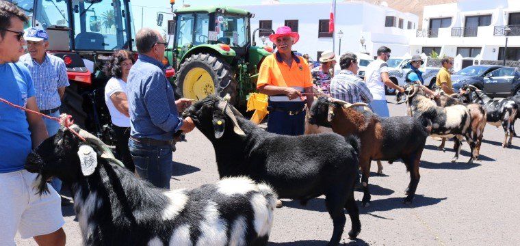 La calidad del ganado caprino destaca en la Feria Insular de Uga