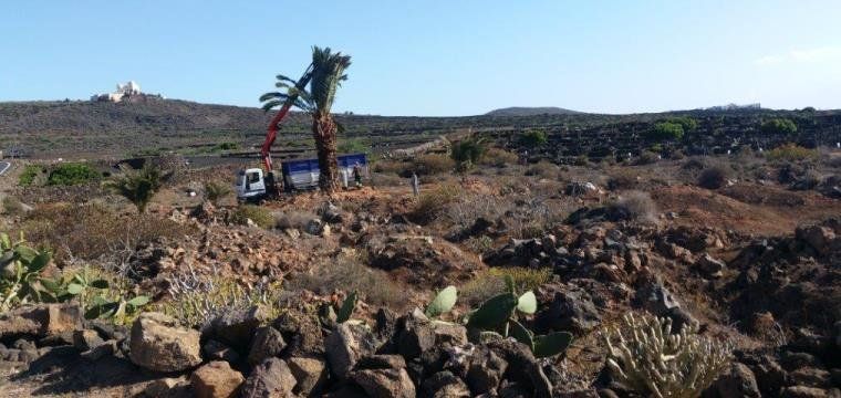 Haría acondiciona la finca de Los Lajares para recuperar la avifauna autóctona