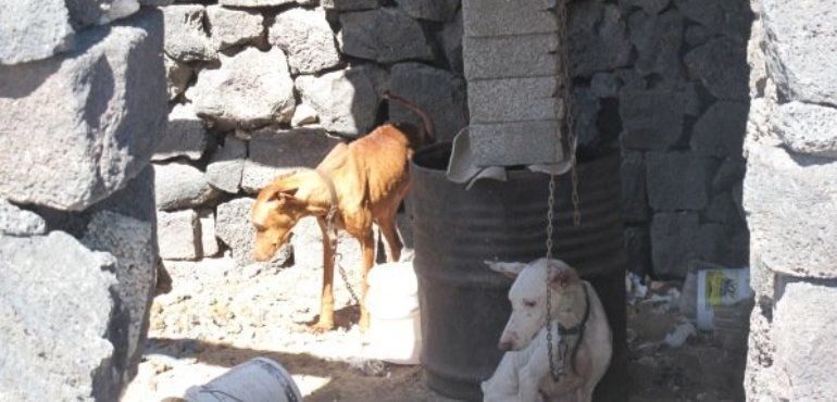 Más de mil personas piden al Cabildo que cree una lista de maltratadores de animales en Lanzarote