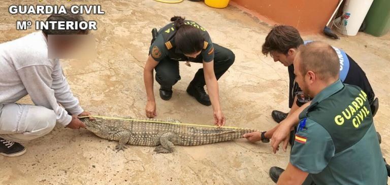 La Guardia Civil se incauta en una casa de Güime de un cocodrilo presuntamente robado