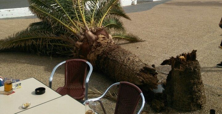 A palm tree falls next to a terrace on the Playa Honda promenade
