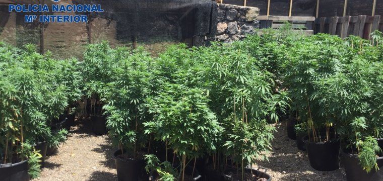 La Policía desmantela cuatro invernaderos de marihuana y se incauta de 750 kilos de droga en Tías