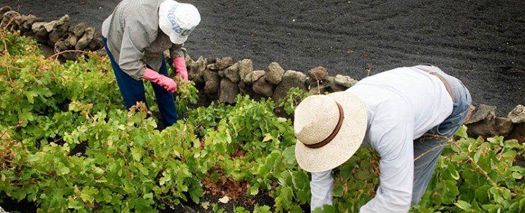 Viticultores vendimiando en una imagen de archivo