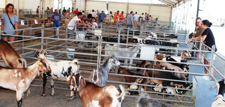 Tinajo acogió la exposición de 200 cabezas de ganado en la recuperada Feria Insular