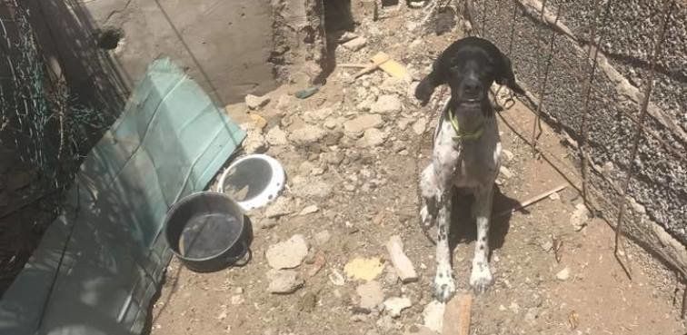 Rescatados cuatro perros de una finca de Argana que se encontraban en un "estado lamentable"