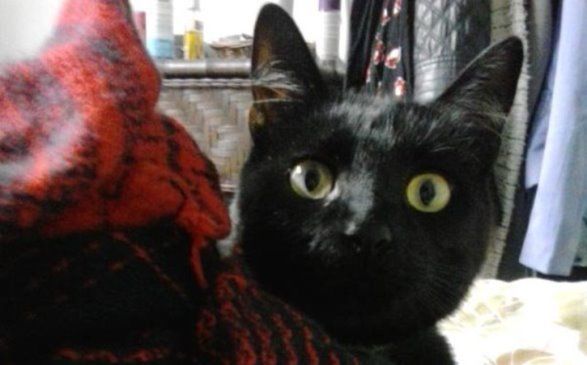Buscan a Chipie, una gata desaparecida en San Bartolomé
