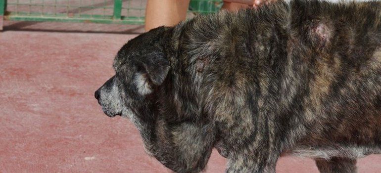 Denuncian ante el Seprona un nuevo caso de "maltrato y abandono" animal en Lanzarote