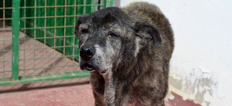 Investigado por maltrato animal el dueño del perro encontrado en Soo "con múltiples heridas"