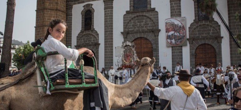 Los camellos de Lanzarote regresan a la Romería del Pino tras 43 años