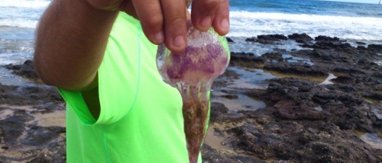 Atienden a una quincena de personas por picaduras de medusas en Playa Blanca