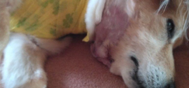 Denuncian que un American Stafford Terrier suelto y sin bozal "casi mata" a una perra en Playa Blanca