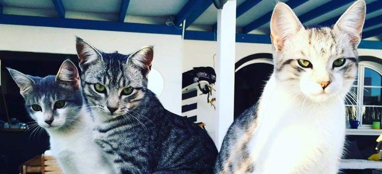 Busca a sus cuatro gatos, "desaparecidos" en Playa Blanca