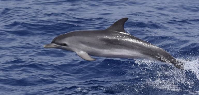 Biólogos marinos avistan 2.300 delfines moteados en Canarias desde septiembre