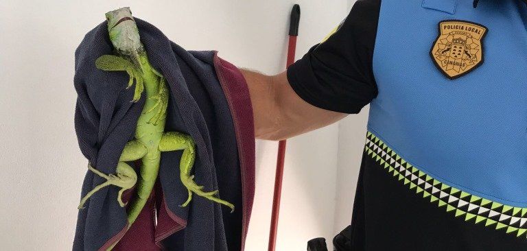 La Policía Local de Arrecife rescata una iguana verde en la zona de La Concha