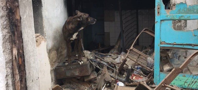 El Ayuntamiento interviene en dos solares "insalubres" de Las Rapaduras e incauta tres perros