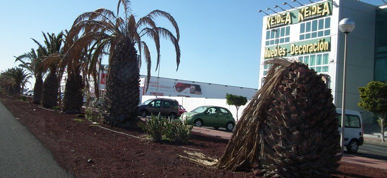Un vecino critica el "abandono" de las palmeras de la carretera de Los Mármoles