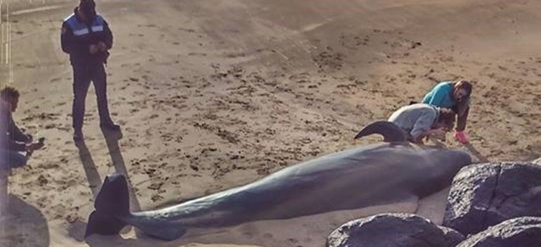 Operarios del Ayuntamiento de Tías retiran un cetáceo muerto en la playa próxima al aeropuerto