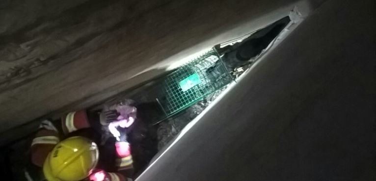Los bomberos rescatan un gato que había quedado atrapado entre dos edificios en Puerto del Carmen Los bomberos rescatan un gato que había quedado atrapado entre dos edificios en Puerto del Carmen