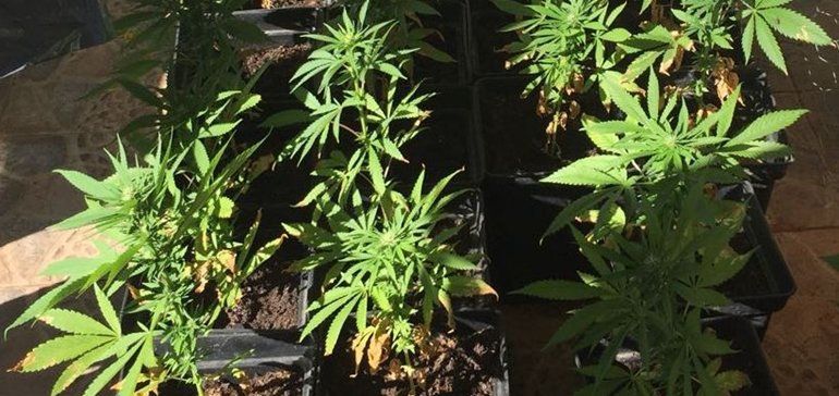 Detenido un hombre con 81 plantas de marihuana en una vivienda de Playa Blanca