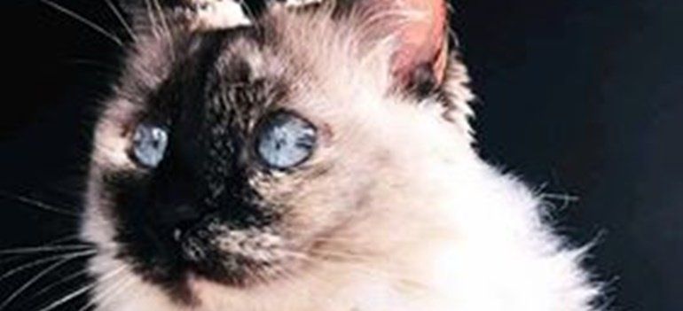 Pide ayuda para encontrar a su gata Zizí, perdida hace dos semanas en Mácher