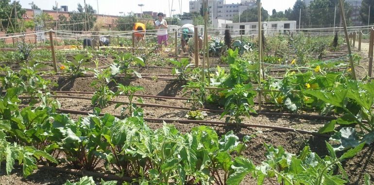 El PP pide que el Ayuntamiento impulse la creación de huertos urbanos en Arrecife