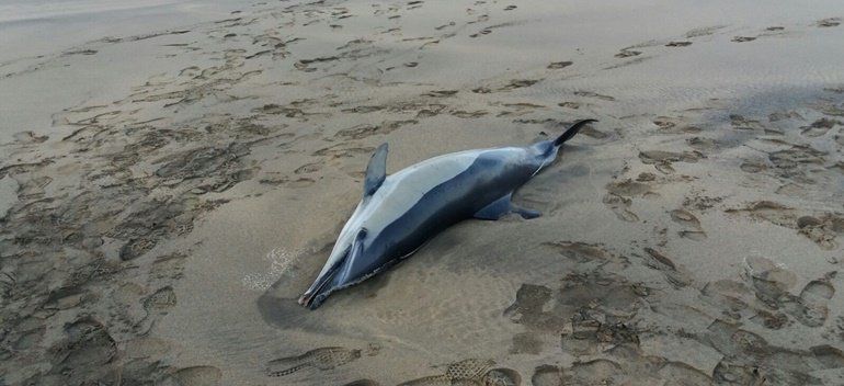 Hallan un delfín muerto en la playa de Matagorda