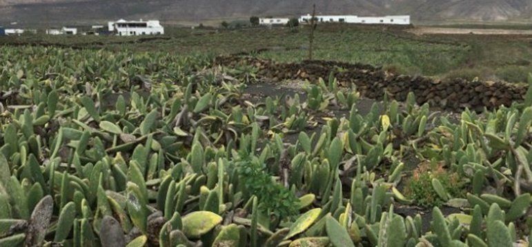 Marci Acuña pide al Gobierno canario que lidere el rescate del cultivo de la cochinilla en Lanzarote