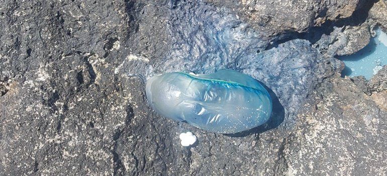 El Consorcio desaconseja el baño en las playas de La Graciosa por la presencia de medusas