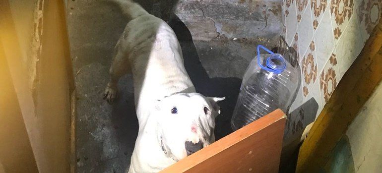 Encuentran a una perra "robada hace tres años" al acudir a tapiar un "fumadero" en Arrecife