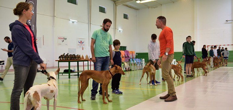 Medio centenar de perros participó en una nueva edición de la Exposición de Podencos