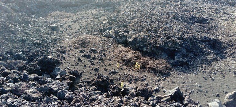 Un ciudadano denuncia que hay restos de poda abandonados en Timanfaya desde hace "más de seis meses"
