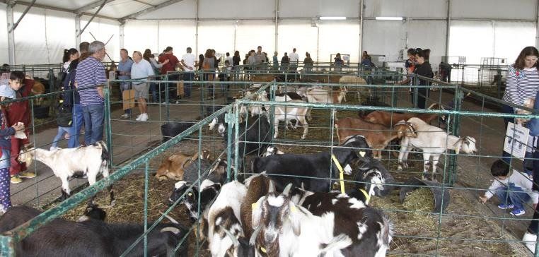 La agricultura y la ganadería ecológicas, protagonistas de la XI Muestra de Ganado y IV Concurso de Quesos