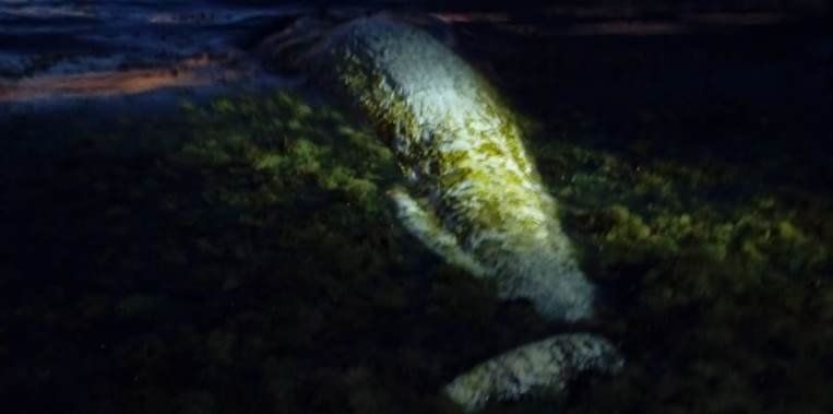 Encuentran muerto un cachalote de cinco metros en la costa de La Santa
