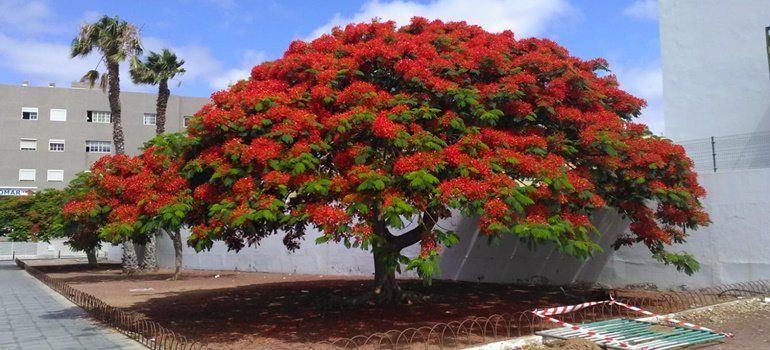 El Ayuntamiento de Arrecife presume del "gigante en flor" de la calle Manolo Millares