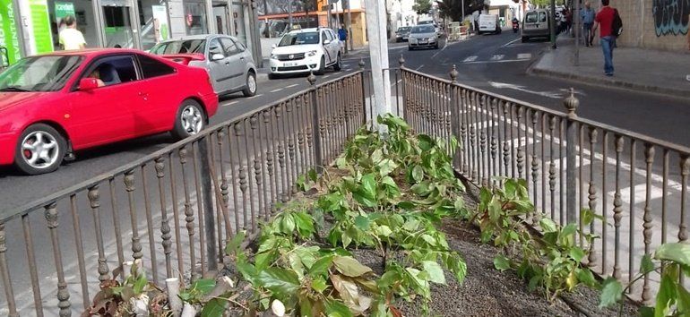 El Ayuntamiento de Arrecife denuncia "actos vandálicos" sobre plantas y parterres