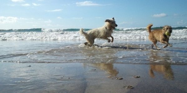 Convocan una concentración en Guacimeta para reclamar una playa con perros sueltos
