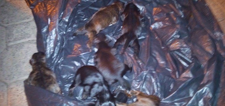 Hallan ocho perros recién nacidos dentro de un contenedor en Arrecife "a punto de morir asfixiados"
