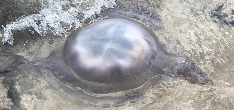 Encuentra una aguaviva gigante en la playa de Famara