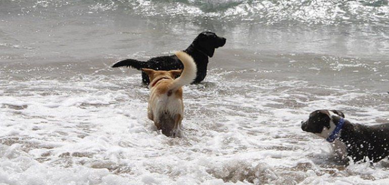Cs pide que se habilite una zona de baño para perros en el litoral de Costa de Teguise