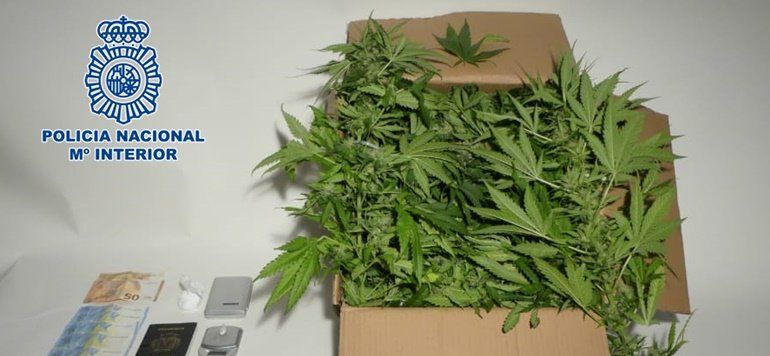 Detenido un vecino de Arrecife que tenía una plantación de marihuana en su trastero