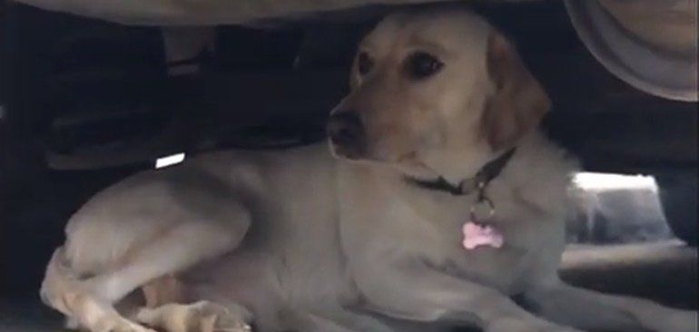 La Policía Local de Arrecife rescata a una perra asustada por fuegos artificiales y el vídeo se hace viral