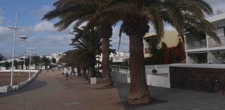 Buenos resultados del tratamiento de endoterapia a las palmeras de la Avenida de Playa Honda