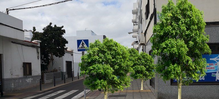 Nueva Canarias promete más zonas verdes y arboledas si gobierna Arrecife