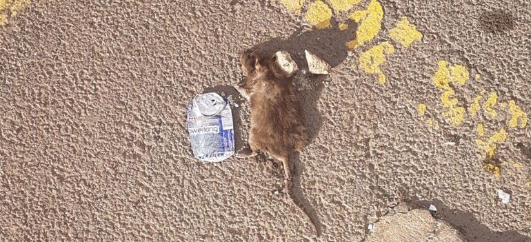 Denuncian la presencia de ratas en el barrio de Las Salinas de Arrecife