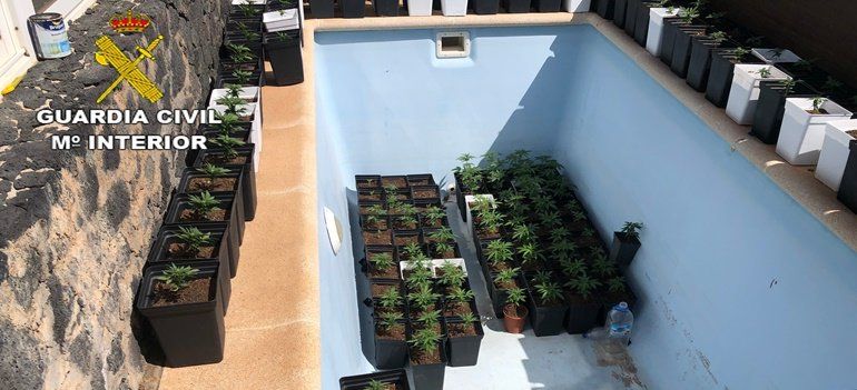 Desmantelan una plantación de marihuana en una vivienda de Playa Blanca ocupada ilegalmente