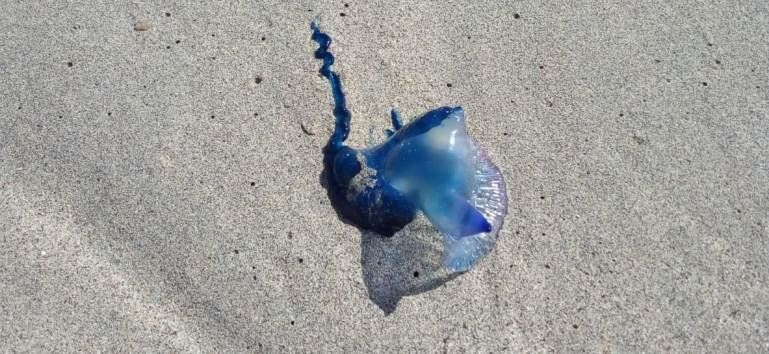 Vuelven a aparecer medusas en Playa Blanca