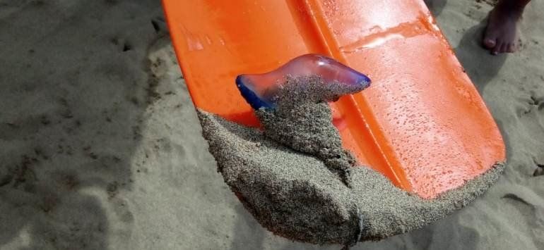 Aumenta la presencia de medusas en Playa Blanca, obligando a cerrar al baño la playa del pueblo