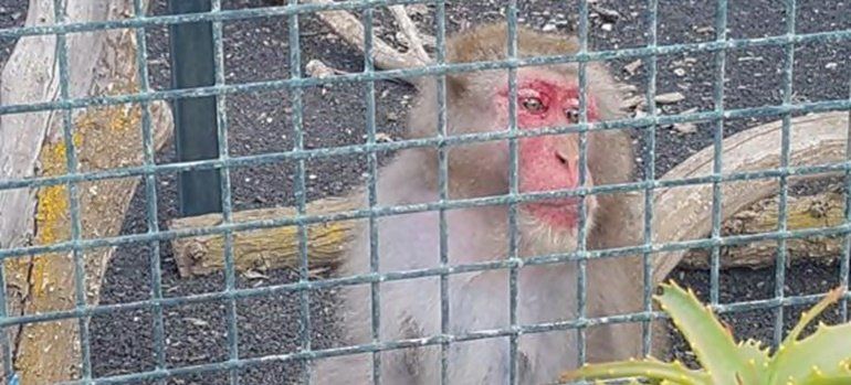 El macaco de Guinate Park será trasladado "en pocas semanas" a un centro de rescate de los Países Bajos