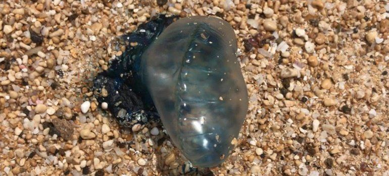 El Consorcio de Emergencias alerta de la presencia de medusas en varias playas de La Graciosa